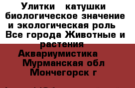 Улитки – катушки: биологическое значение и экологическая роль - Все города Животные и растения » Аквариумистика   . Мурманская обл.,Мончегорск г.